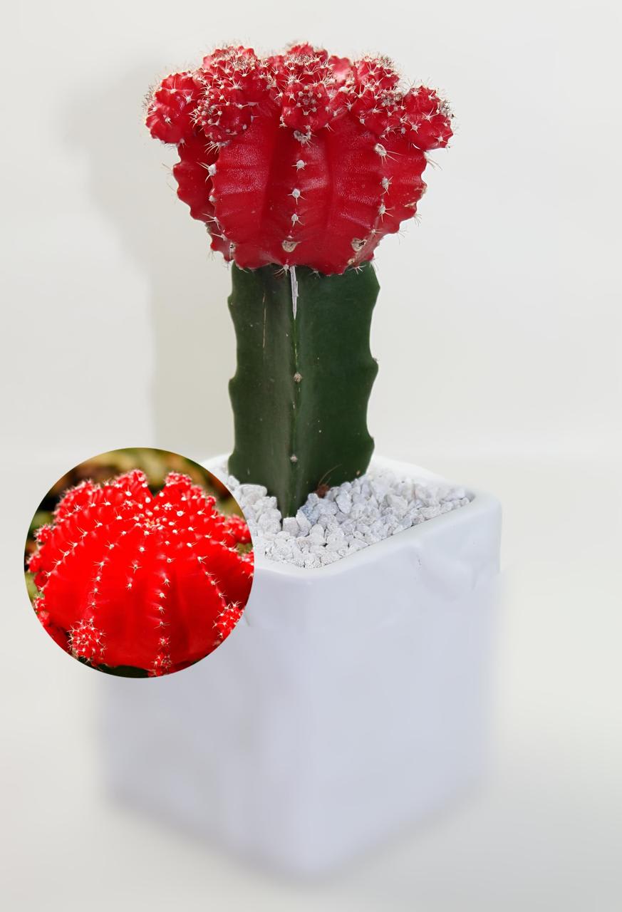 Hybrid Red Moon Cactus Plant (Pack Of-1 )