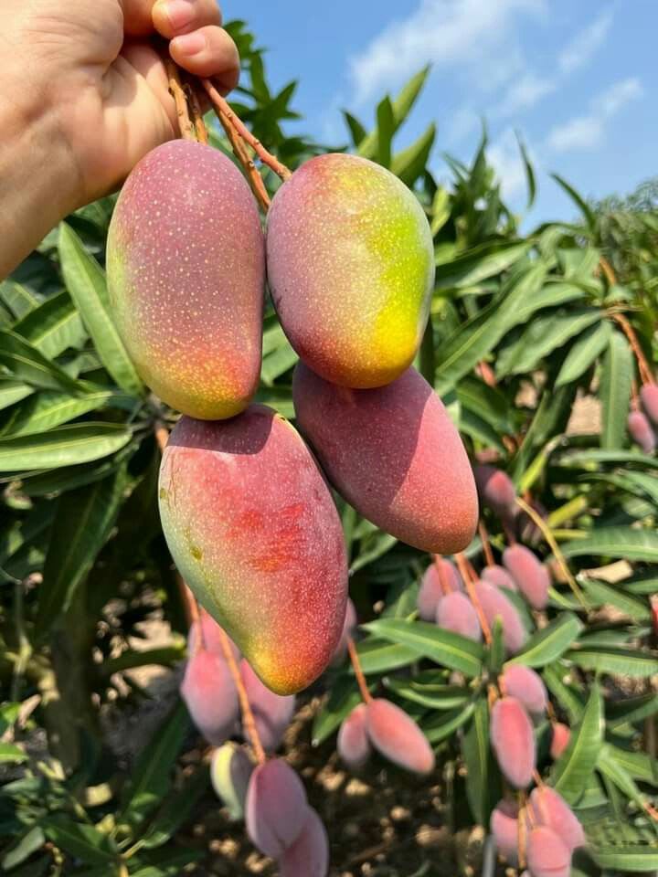 Hybrid Keshari Mango 🥭🥭🥭 Grafting Plant (Pack Of 1)