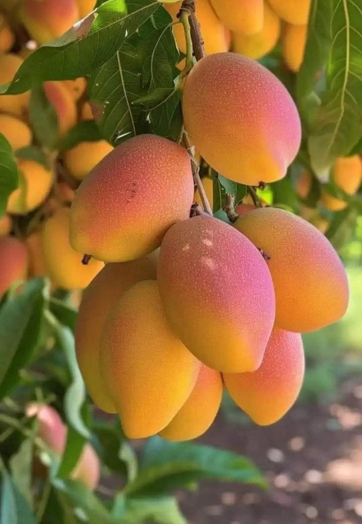 Hybrid Keshari Mango 🥭🥭🥭 Grafting Plant (Pack Of 1)