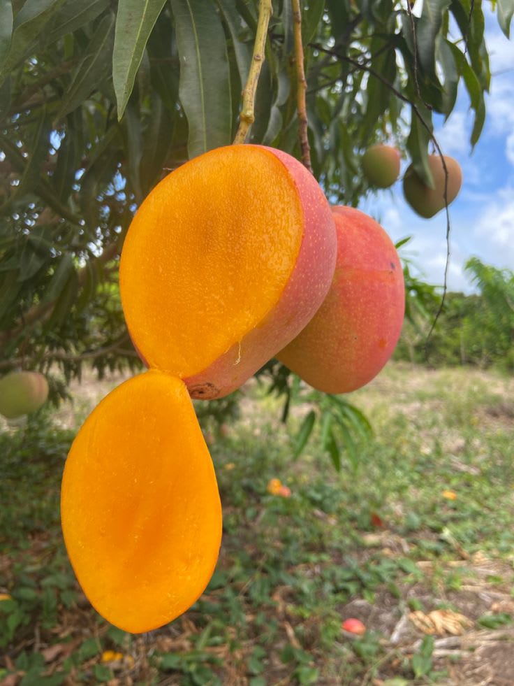 Hybrid Keshari Mango 🥭🥭🥭 Grafting Plant (Pack Of 1)