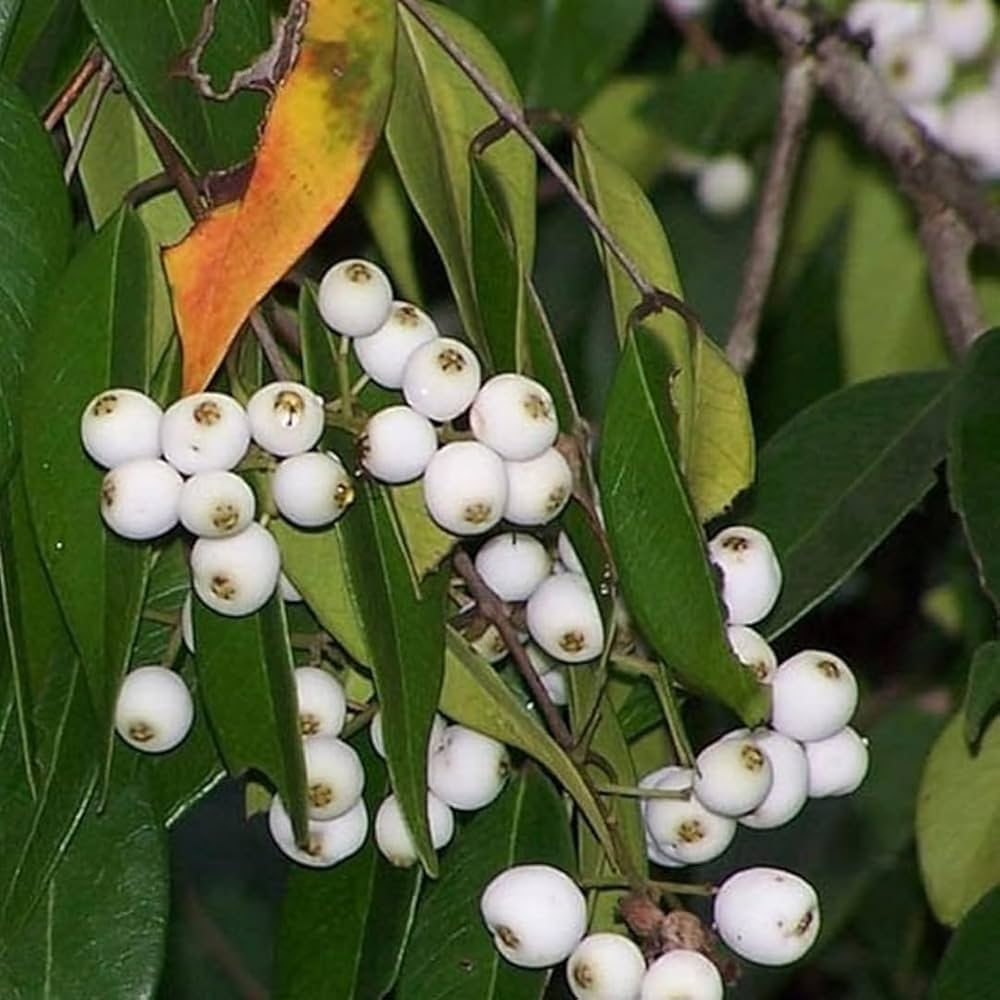 Hybrid Cat Eye Fruit Plant ( Pack Of-1 )