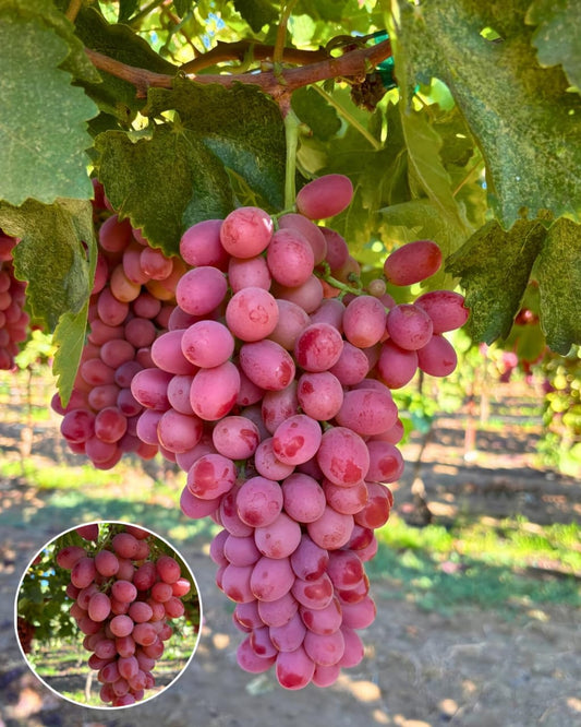 Hybrid Seedless Red Grapes 🍇🍇🍇 Grafting Plant (Pack Of 1)