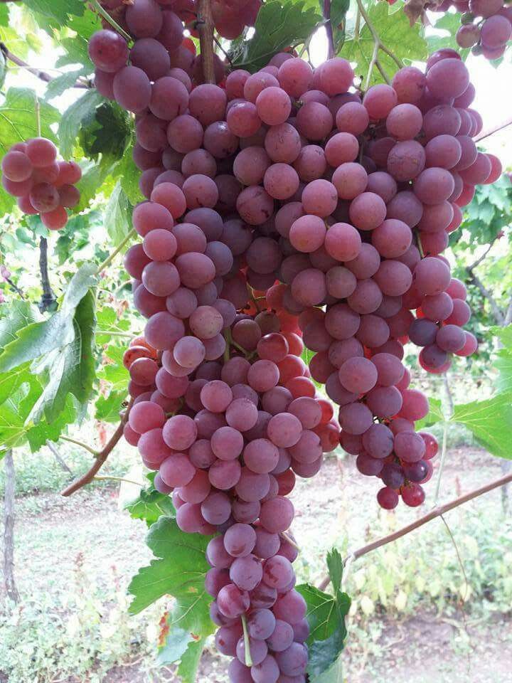 Hybrid Seedless Red Grapes 🍇🍇🍇 Grafting Plant (Pack Of 1)