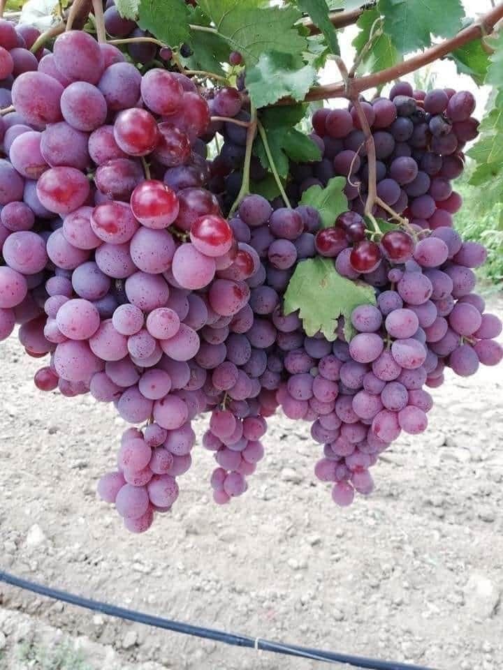 Hybrid Seedless Red Grapes 🍇🍇🍇 Grafting Plant (Pack Of 1)