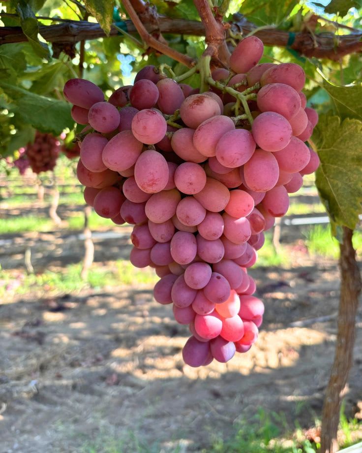 Hybrid Seedless Red Grapes 🍇🍇🍇 Grafting Plant (Pack Of 1)