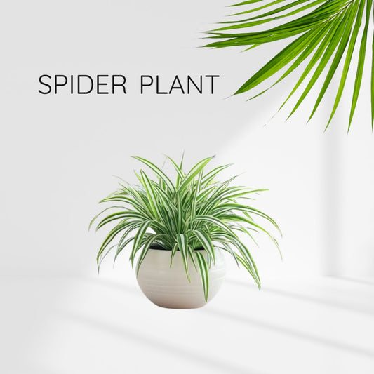 Celestial Spider Plant  (Pack Of 1)