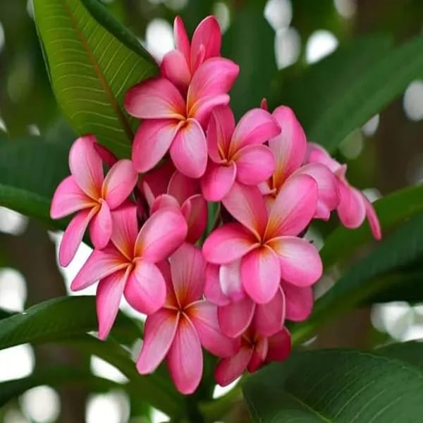 Hybrid Plumeria Pink Flower Plant (Pack Of-1)