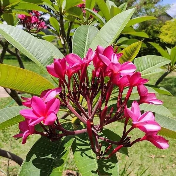 Hybrid Plumeria Pink Flower Plant (Pack Of-1)