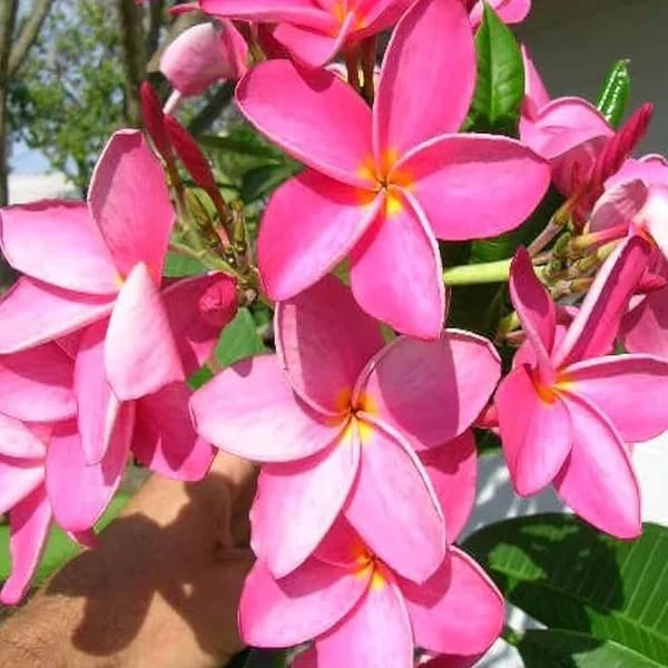 Hybrid Plumeria Pink Flower Plant (Pack Of-1)