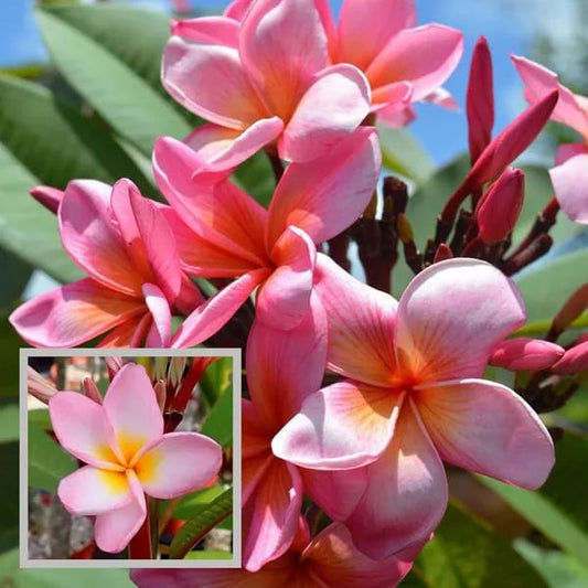 Hybrid Plumeria Pink Flower Plant (Pack Of-1)