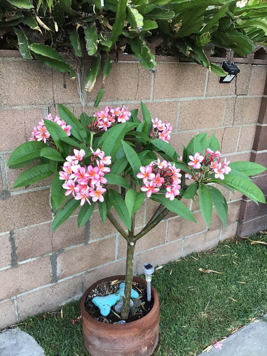 Hybrid Plumeria Pink Flower Plant (Pack Of-1)