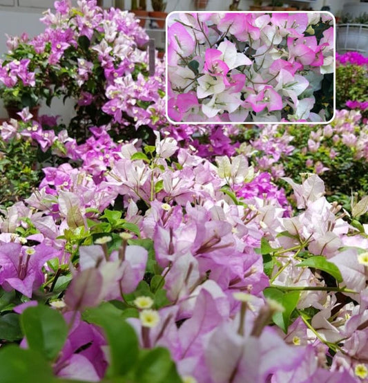 Chili Ice Cream Bougainvillea Plant  (Pack Of 1)
