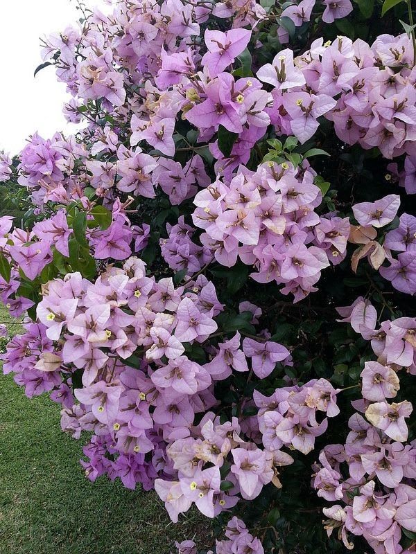 Chili Ice Cream Bougainvillea Plant  (Pack Of 1)