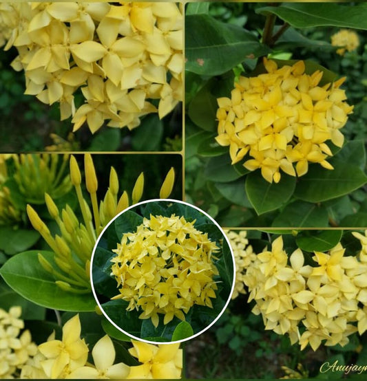 Chinese ixora yellow- Flower Plant  (Pack Of 1)