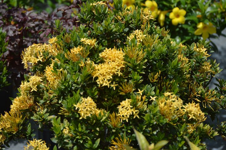 Chinese ixora yellow- Flower Plant  (Pack Of 1)