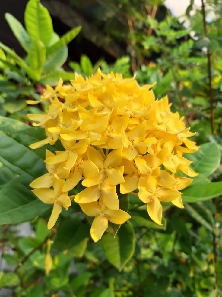 Chinese ixora yellow- Flower Plant  (Pack Of 1)