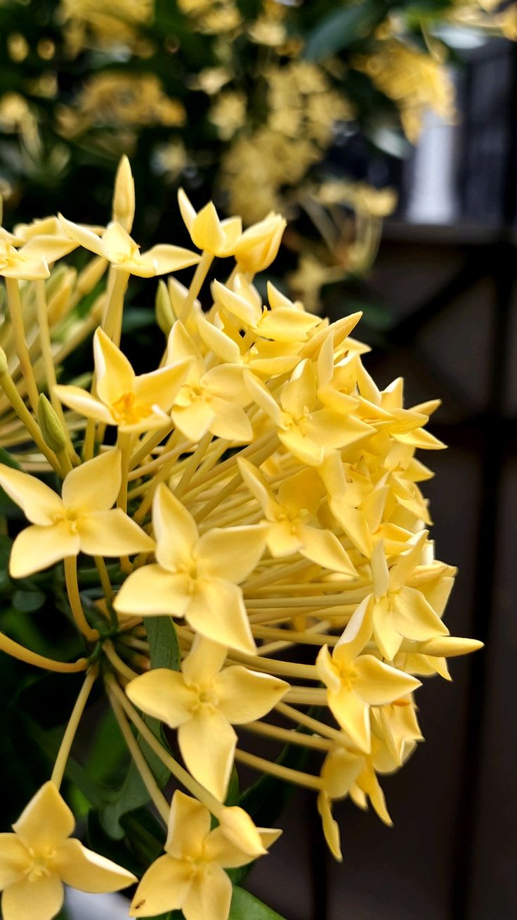 Chinese ixora yellow- Flower Plant  (Pack Of 1)