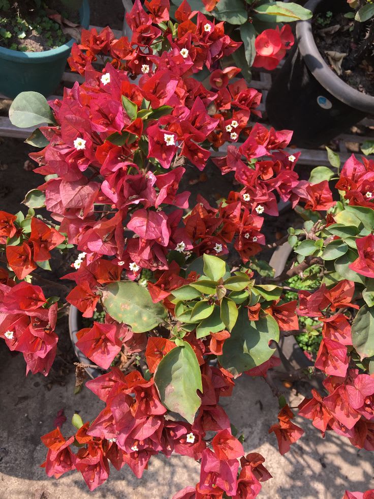 Chocolate Brown bougainvillea (Pack Of 1)