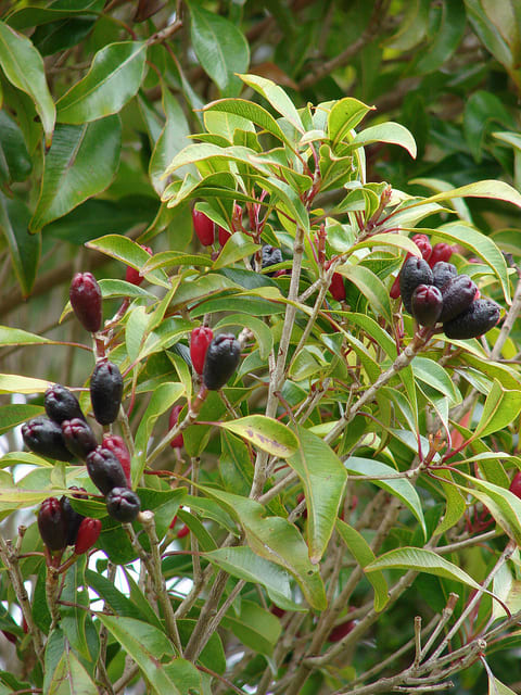 Clove_Airleding_Lobongo_Fruit_Plant (Pack Of 1)