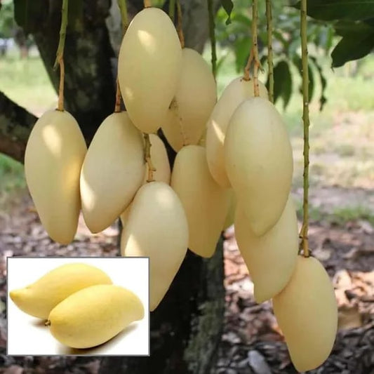 Nam Doc Mai Golden Mango 🥭🥭🥭 Fruit Plant (Hybrid & Grafting ) Pack Of-1