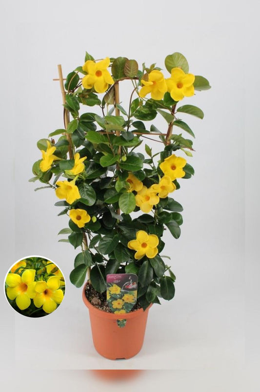 Hybrid Mandevilla Yellow Flower Plant (Pack Of-1 )