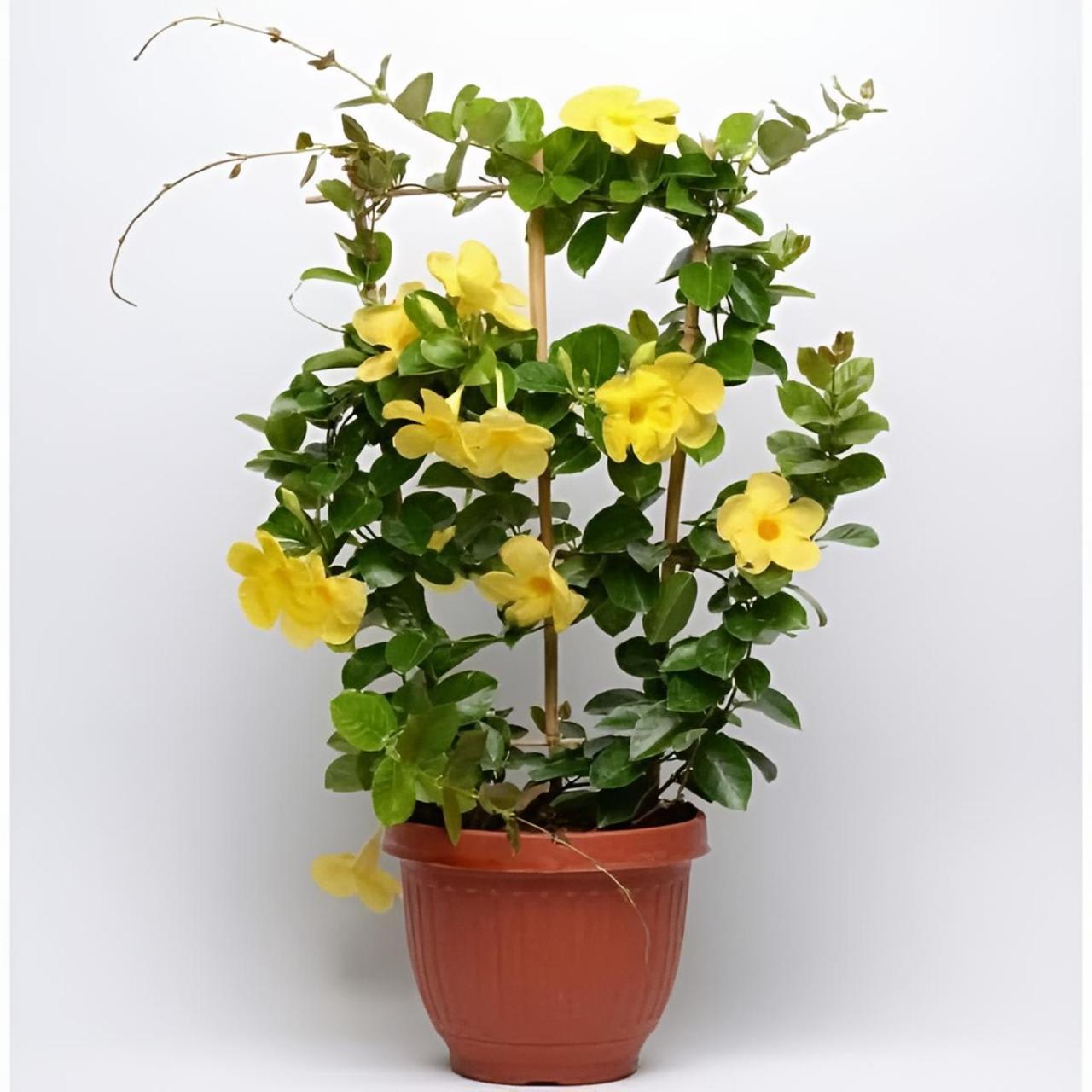 Hybrid Mandevilla Yellow Flower Plant (Pack Of-1 )