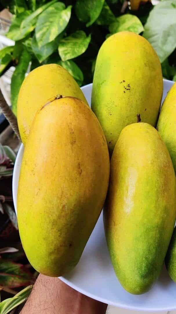 Deshari Mango Grafting Hybrid Fruit Plant (Pack Of 1)