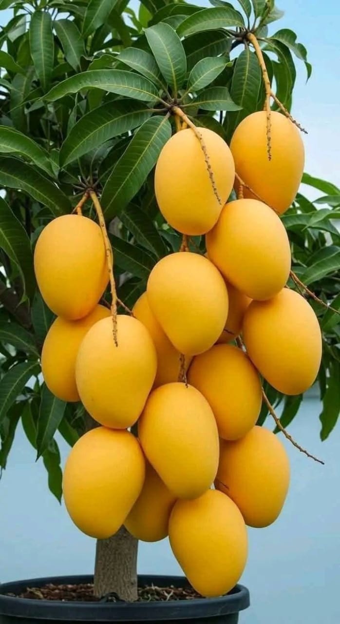 Deshari Mango Grafting Hybrid Fruit Plant (Pack Of 1)