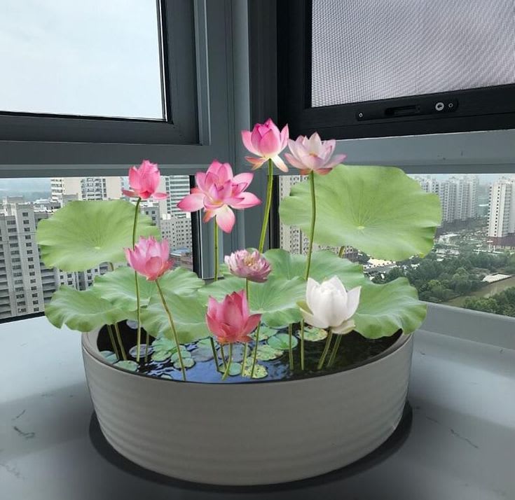 Divine Bloom Lotus Plant Blub  (Pack Of 5)