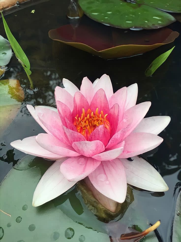 Divine Bloom Lotus Plant Blub  (Pack Of 5)