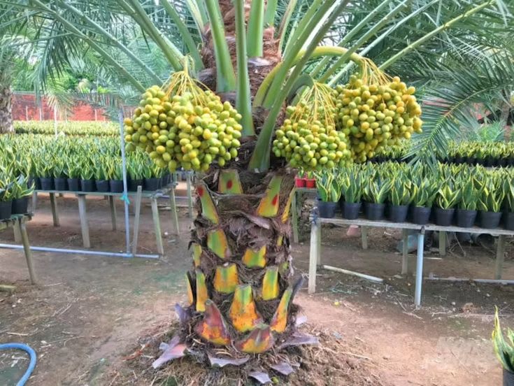 Dwarf-Arabian-Date-Plant  (Pack Of 1)