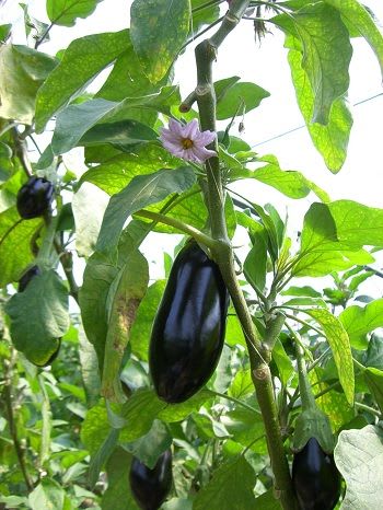 Egg plant (Pack Of 1)