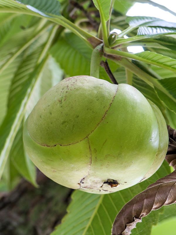 Elephant Apple Plant (Pack Of 1)