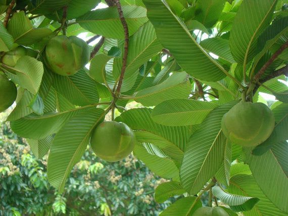 Elephant Apple Plant (Pack Of 1)