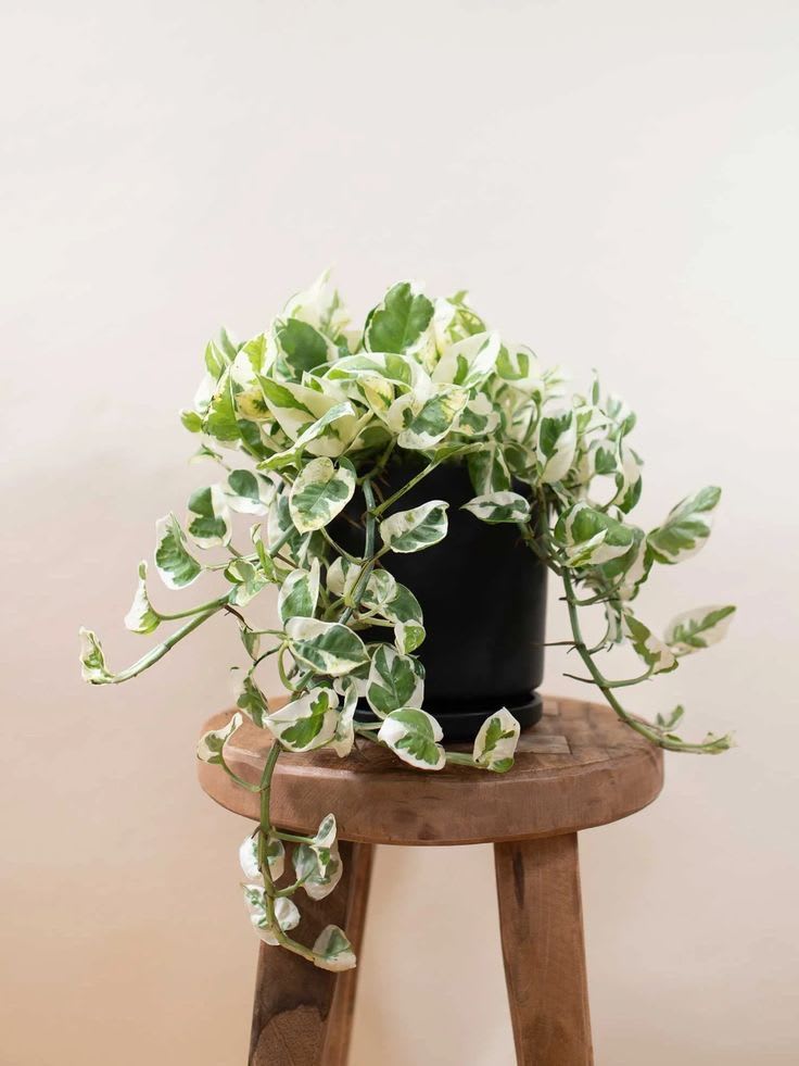 Emerald Fortune Money Plant (Pack Of 1)