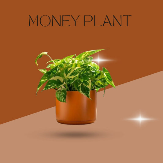 Emerald Fortune Money Plant (Pack Of 1)