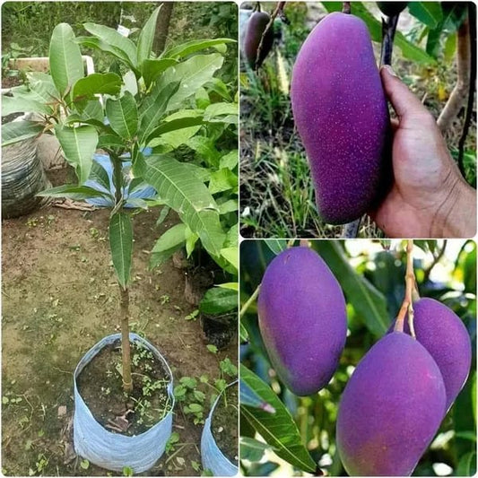 Iran Purple Mango 🥭🥭🥭 Fruit Plant (Hybrid & Grafting ) Pack Of-1
