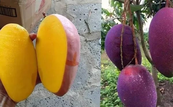 Iran Purple Mango 🥭🥭🥭 Fruit Plant (Hybrid & Grafting ) Pack Of-1