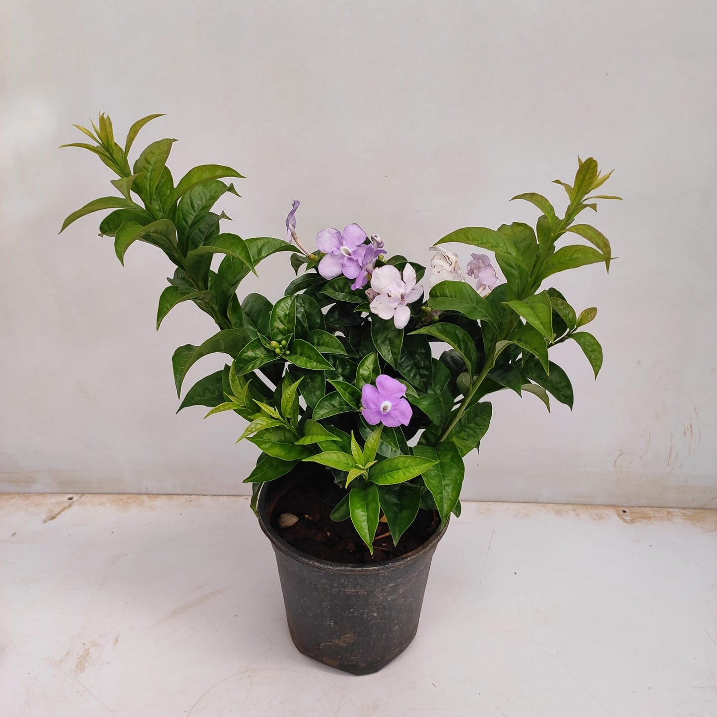 Yesterday Today  And Tomorrow Flower Plant (Pack Of-1 )