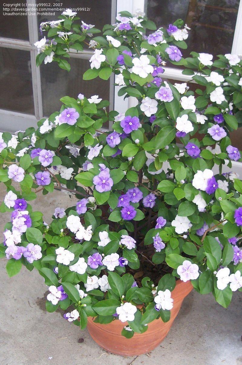 Yesterday Today  And Tomorrow Flower Plant (Pack Of-1 )