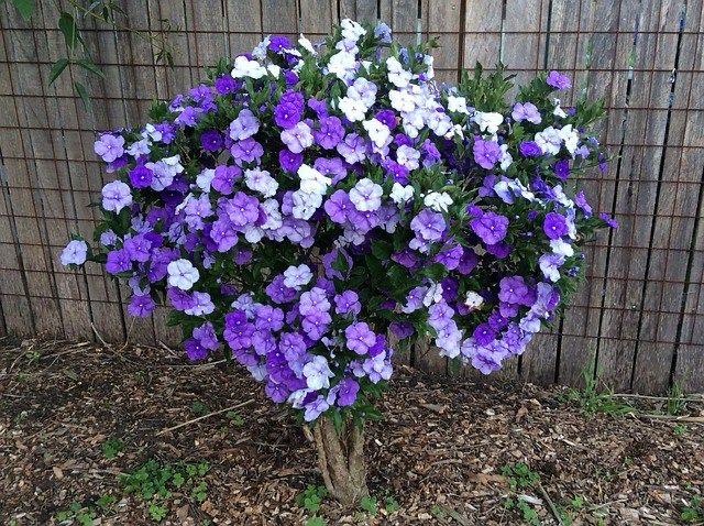 Yesterday Today  And Tomorrow Flower Plant (Pack Of-1 )