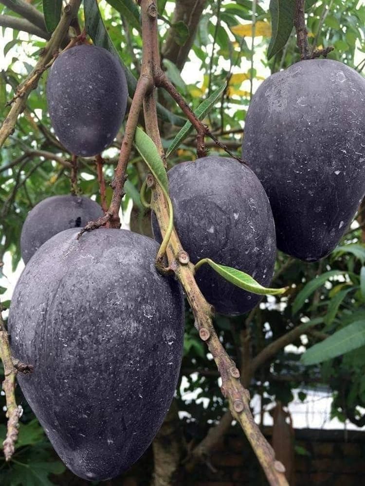Kohitur Mango Fruit Plant (Hybrid & Grafting) Pack Of-1