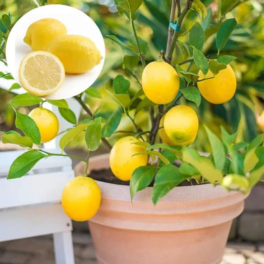Thi Pati Lemon(Hybrid & Grafting) Pack Of-1