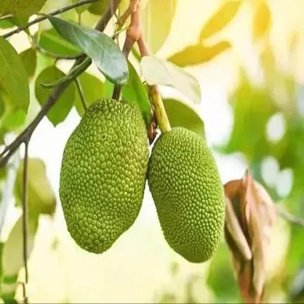 Jackfruit Plant (Hybrid & Grafting) Pack Of-1