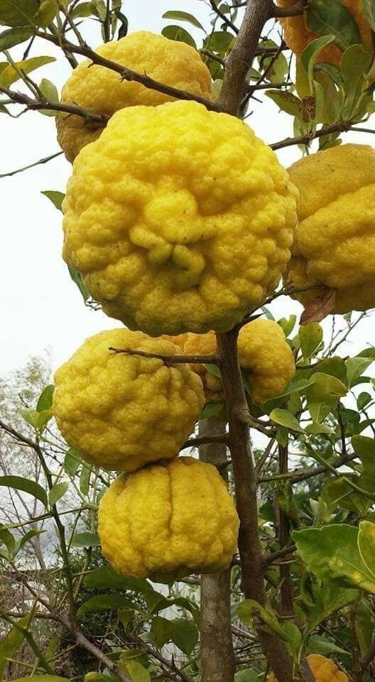 Kaffir Lemon Fruit Plant (Hybrid & Grafting) Pack Of-1