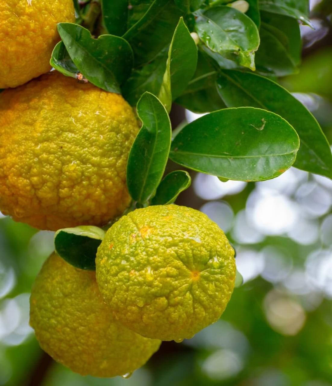 Kaffir Lemon Fruit Plant (Hybrid & Grafting) Pack Of-1