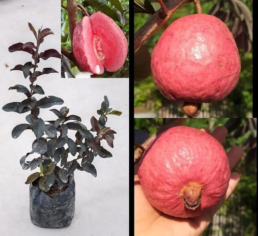 Hybrid Red Malaysian Guava Grafting Fruit Plant (Pack Of-1)