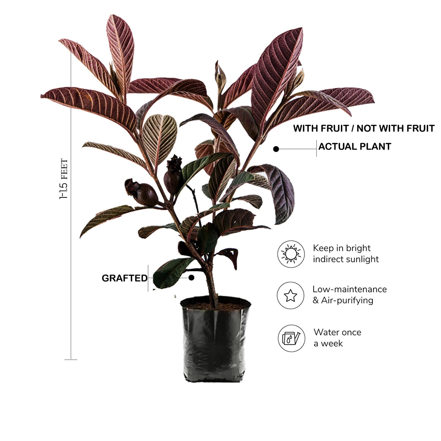 Hybrid Red Malaysian Guava Grafting Fruit Plant (Pack Of-1)