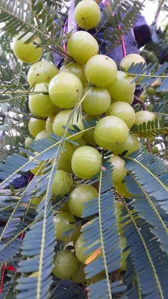 Green-Amla-Thai---Grafted-and-Hybrid-Plant (Pack Of 1)
