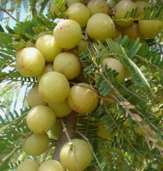 Green-Amla-Thai---Grafted-and-Hybrid-Plant (Pack Of 1)